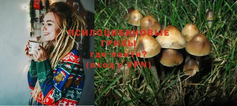 Галлюциногенные грибы Cubensis  Заозёрный 